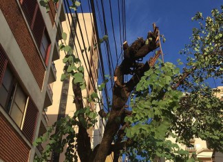 Marcos Papa – Lei das Podas é Sancionada