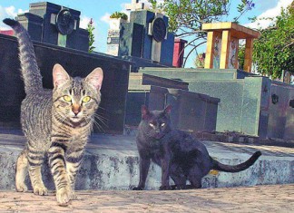 Sobre a chacina dos gatos no cemitério da Saudade