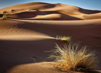 Umidade do ar baixa e planos de arborização no papel