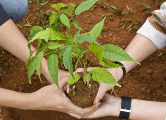 Em comemoração ao Dia da Árvore, Marcos Papa fará plantio de mudas