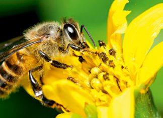 Ao BrasilAgro, Marcos Papa enfatiza a importância das abelhas para agricultura Ao BrasilAgro, Marcos Papa enfatiza a importância das abelhas para agricultura