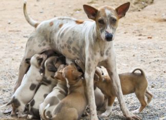 Abaixo-assinado – Congresso Nacional: precisamos de castração já! Abaixo Assinado: Congresso Nacional: precisamos de castração já!