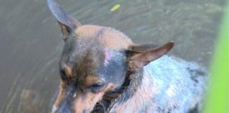 Após nova morte, Papa quer transformar CEE em CPI da Eutanásia