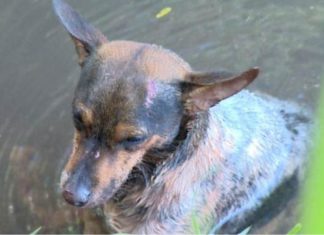 Após nova morte, Papa quer transformar CEE em CPI da Eutanásia