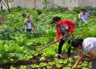 Aprovado projeto de Papa que cria diretrizes para hortas comunitárias