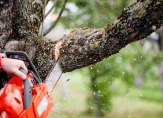 Proposta por Marcos Papa, Lei das Podas passa a ser cumprida