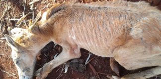 Marcos Papa denuncia suspensão de serviço por falta de pagamento