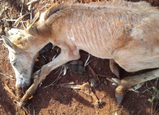 Marcos Papa denuncia suspensão de serviço por falta de pagamento