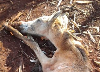 Marcos Papa cobra providências imediatas para cavalo agonizando