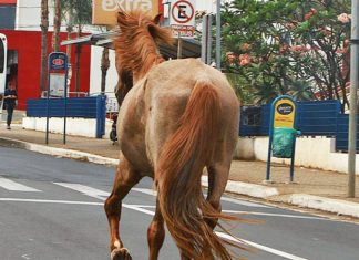 Prefeitura cancela licitação para captura de animais de grande porte
