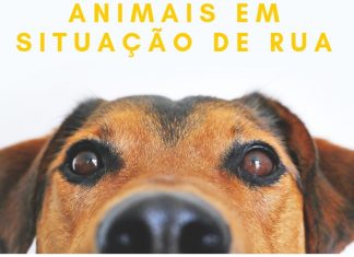 Papa promoverá audiência para debater a situação dos animais de rua