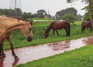 Animais de grande porte soltos poderão ser adotados