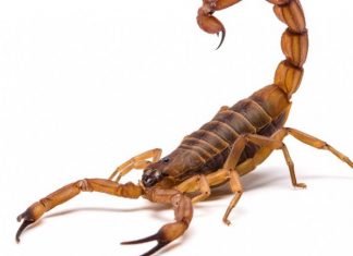 Chefe da Zoonoses prestará esclarecimento à Câmara nesta terça (7)