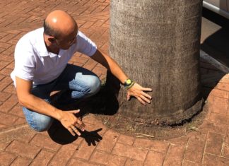 Por ‘estrangulamento’ de palmeiras, Marcos Papa estuda acionar o MP