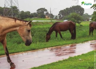 CPI da Eutanásia discutirá animais soltos em via pública
