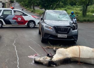 Papa critica demora em contratação para capturar animais