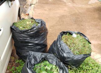 Papa indica Programa de Compostagem e Usina Verde
