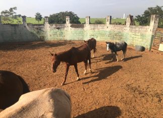 Marcos Papa questiona Prefeitura sobre furto de cavalos