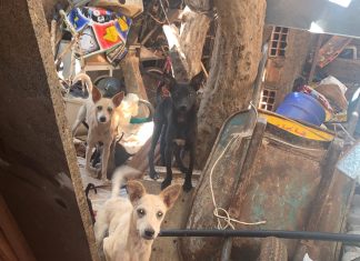 Papa denuncia maus-tratos a animais e cobra diligência