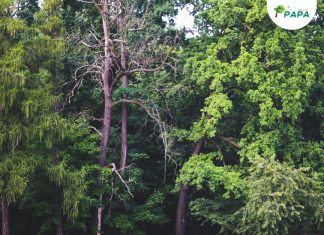 Arborização urbana e Saúde pública serão tema de reunião na Câmara