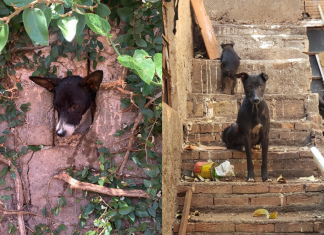 Por saúde pública e vida de animais, Prefeitura terá que acionar a Justiça