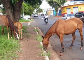A saga dos animais de grande porte