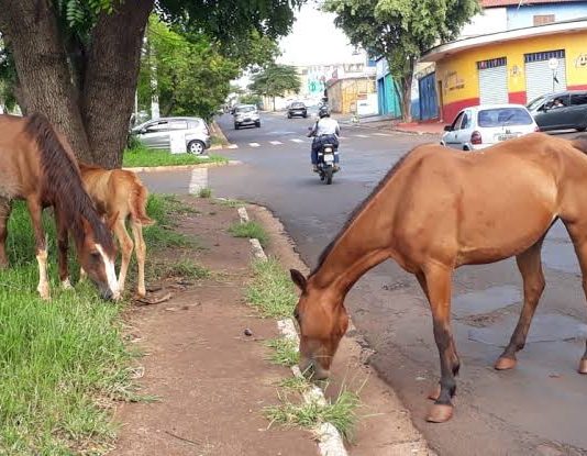 A saga dos animais de grande porte
