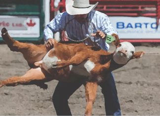 Rodeio: shows, sim, tortura de animais, não!