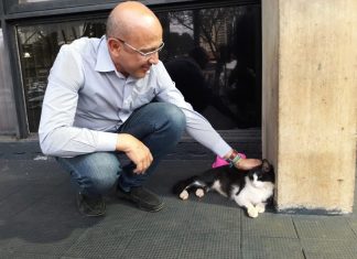 Causa animal: fogos, sim, mas sem estampidos