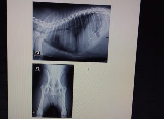 Por ‘negligência’, Papa cobra investigação na CBEA