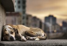 Câmara aprova projeto de Papa e cria ‘Abril Laranja’