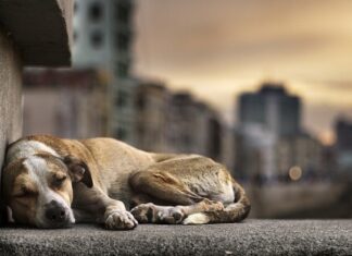 Câmara aprova projeto de Papa e cria ‘Abril Laranja’