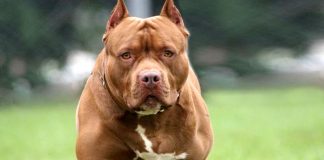 Papa quer disciplinar locação de cães de guarda; multa beira R$ 12 mil