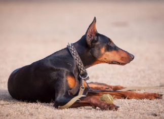 Câmara vota hoje projeto que disciplina locação de cães de guarda