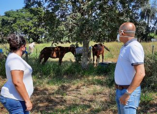 Papa quer dar prazo de 30 dias para tutores resgatarem cavalos