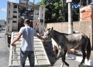 Aprovado PL de Papa que dá prazo de 30 dias para resgate de cavalos