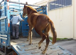 Câmara vota hoje projeto de Papa que dá prazo para resgate de cavalos