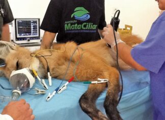 Animais silvestres: Após visita, Papa defende parceria com Cras