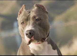 Aprovado projeto que disciplina locação de cães de guarda