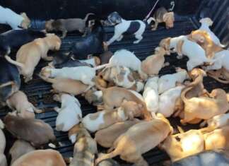 Papa questiona resgate de cães e situação de acumuladores