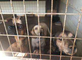 Papa cobra reforma do prédio onde funciona o Bem-Estar Animal