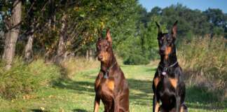 Câmara derruba veto a projeto que disciplina locação de cães de guarda