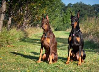 Câmara derruba veto a projeto que disciplina locação de cães de guarda