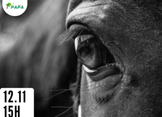 Animais soltos em via pública será tema de reunião nesta 6ª na Câmara