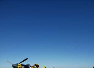 Dia Mundial das Abelhas