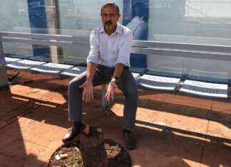 Papa critica gênios que extraíram árvore saudável