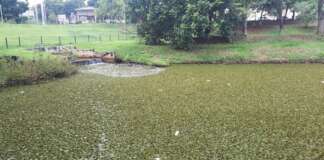 Papa quer laudo sobre esgoto no Parque das Artes