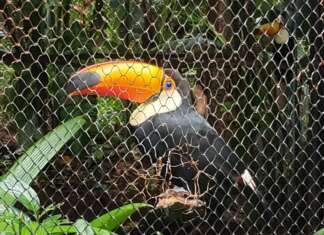 Papa denuncia abandono e pede intervenção no Bosque