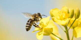 Aprovado Programa Cidade Amiga das Abelhas