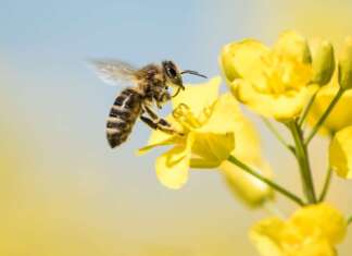 Aprovado Programa Cidade Amiga das Abelhas